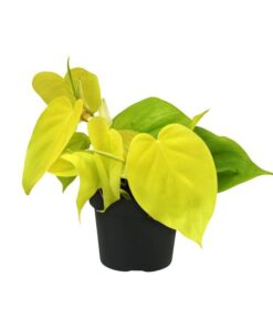 Philodendron Lime – Ø12cm – ↕20cm