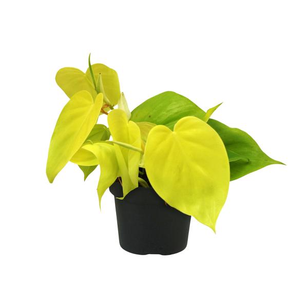 Philodendron Lime – Ø12cm – ↕20cm