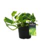 Scindapsus (Epipremnum) N’joy Gold – Ø12cm – ↕25cm