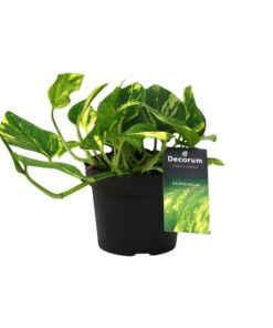 Scindapsus (Epipremnum) N’joy Gold – Ø12cm – ↕25cm