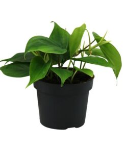 Philodendron Scandens – Ø12cm – ↕20cm