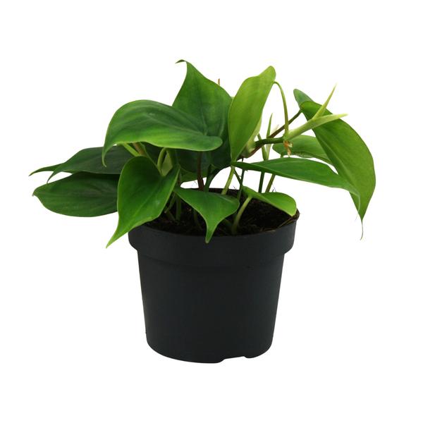 Philodendron Scandens – Ø12cm – ↕20cm