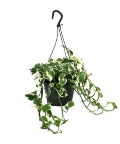 Scindapsus (Epipremnum) N’Joy – Ø15cm – ↕35cm