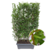 Ligustrum Ovalifolium – Ligusterhecke – Fertighecke – 120 x 120 x 180 cm