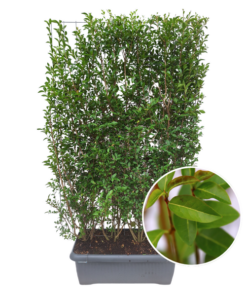 Ligustrum Ovalifolium – Ligusterhecke – Fertighecke – 120 x 120 x 180 cm