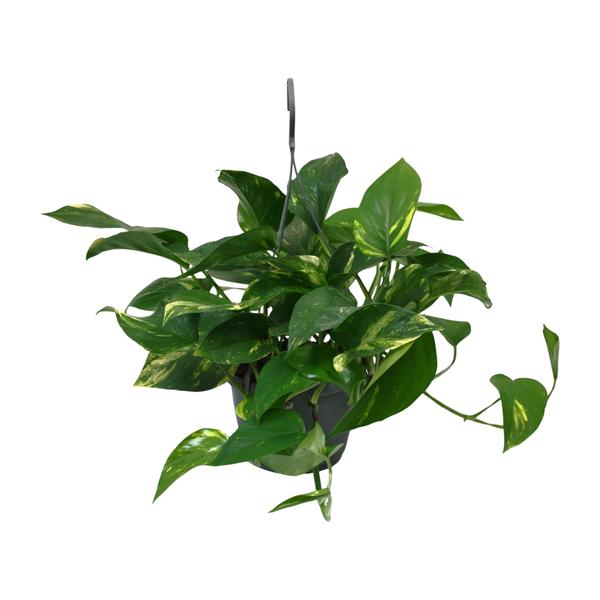 Scindapsus Epipremnum – Ø15cm – ↕45cm