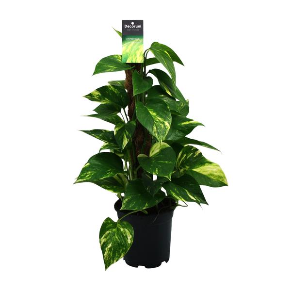 Scindapsus (Epipremnum) – Ø15cm – ↕50cm