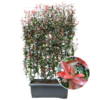 Photinia Fraseri ‚Carré Rouge‘ – Glanzmispel – Fertighecke – 120 x 120 x 180 cm