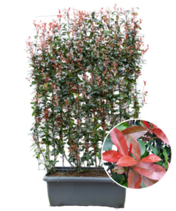 Photinia Fraseri ‚Carré Rouge‘ – Glanzmispel – Fertighecke – 120 x 120 x 180 cm