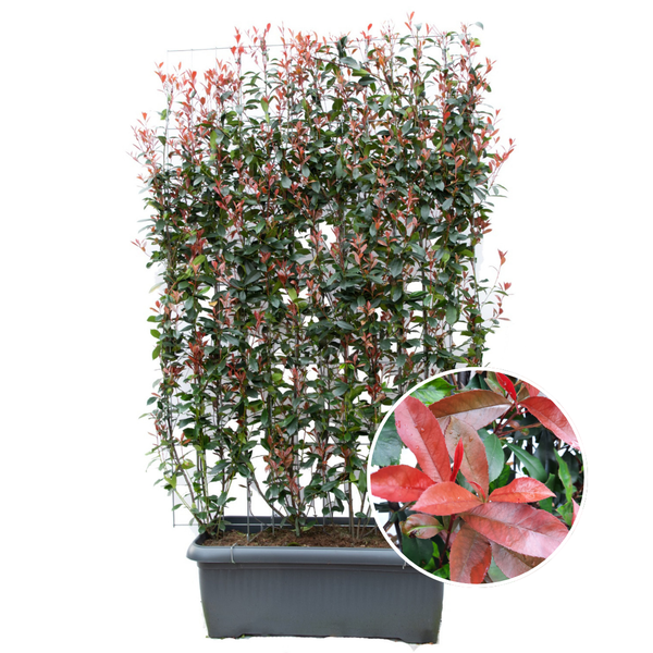 Photinia Fraseri ‚Carré Rouge‘ – Glanzmispel – Fertighecke – 120 x 120 x 180 cm