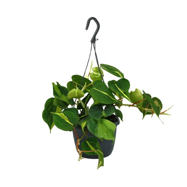 Philodendron Scandens Brasil – Ø15cm – ↕35cm