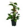 Scindapsus Epipremnum – Ø15cm – ↕50cm