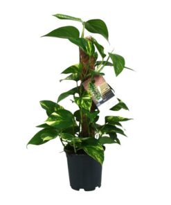 Scindapsus Epipremnum – Ø15cm – ↕50cm