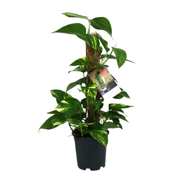 Scindapsus Epipremnum – Ø15cm – ↕50cm