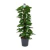 Scindapsus (Epipremnum) – Ø24cm – ↕120cm