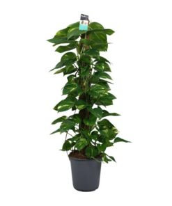 Scindapsus (Epipremnum) – Ø24cm – ↕120cm