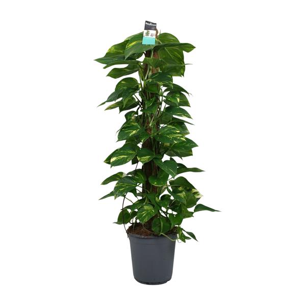 Scindapsus (Epipremnum) – Ø24cm – ↕120cm