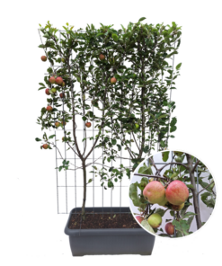 Malus Domestica ‚Elstar‘ – Apfelbaum – Fertighecke – 120 x 120 x 180 cm