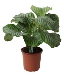 Calathea Orbifolia D – Ø21cm – ↕50cm