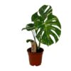 Monstera Deliciosa – Ø17cm – ↕50cm