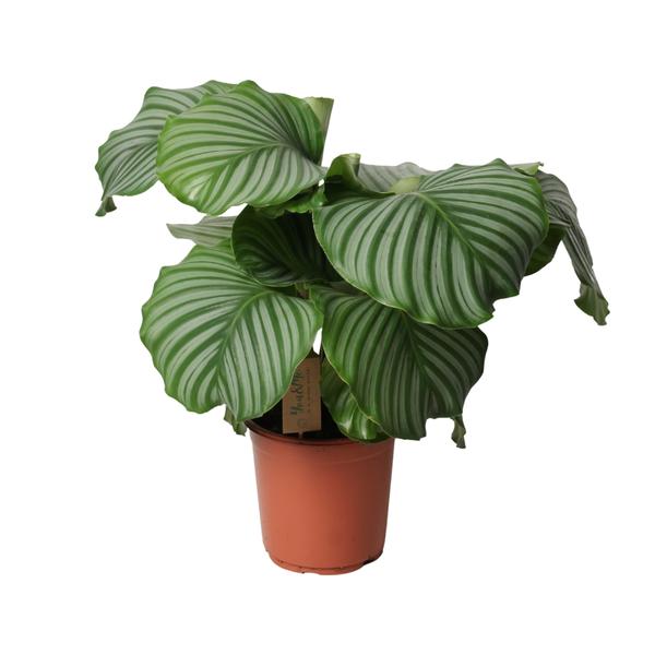 Calathea Orbifolia – Ø21cm – ↕55cm