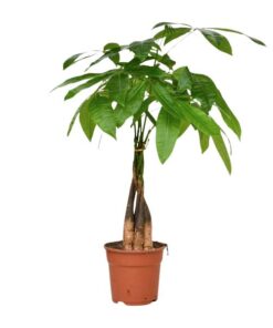 Pachira Aquatica – Ø17cm – ↕65cm