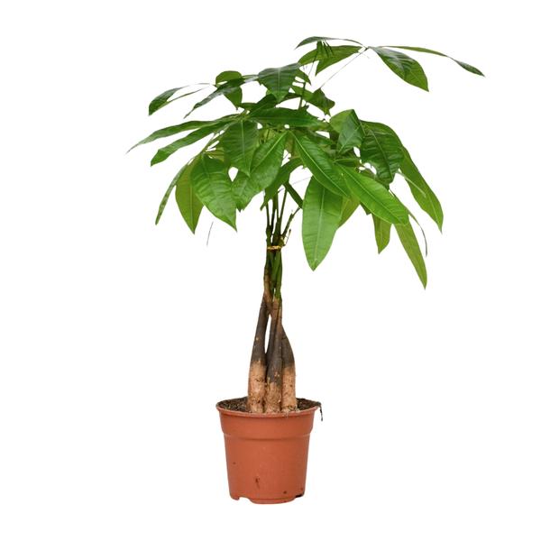 Pachira Aquatica – Ø17cm – ↕65cm