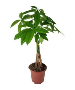 Pachira Aquatica – Ø19cm – ↕70cm