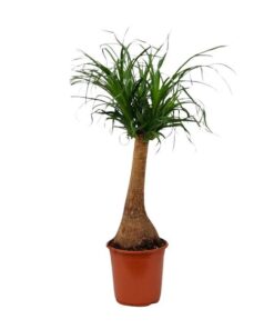 Beaucarnea Recurvata – Ø21cm – ↕65cm