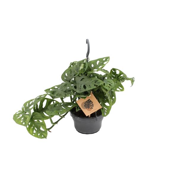 Monstera Monkey – Ø14cm – ↕30cm