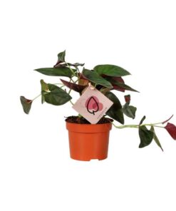 Syngonium Red Arrow – Ø12cm – ↕25cm