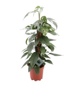 Epipremnum Pinnatum Cebu Blue – Ø17cm – ↕60cm