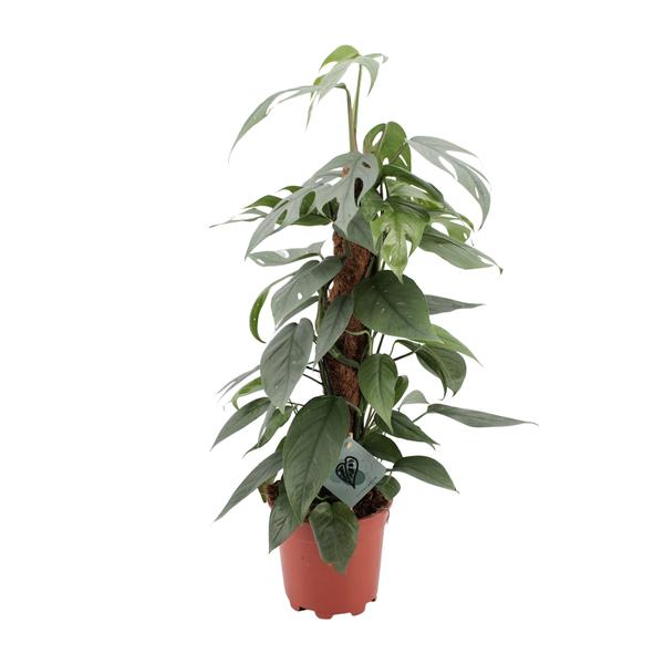 Epipremnum Pinnatum Cebu Blue – Ø17cm – ↕60cm