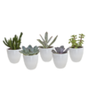 Vetplanten-Mischung 5,5 cm – 5x – in witte pot