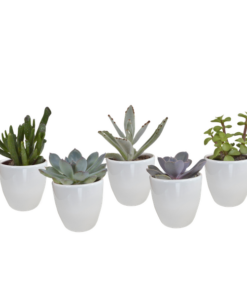 Vetplanten-Mischung 5,5 cm – 5x – in witte pot