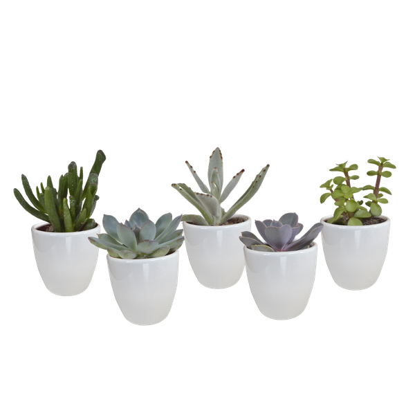 Vetplanten-Mischung 5,5 cm – 5x – in witte pot