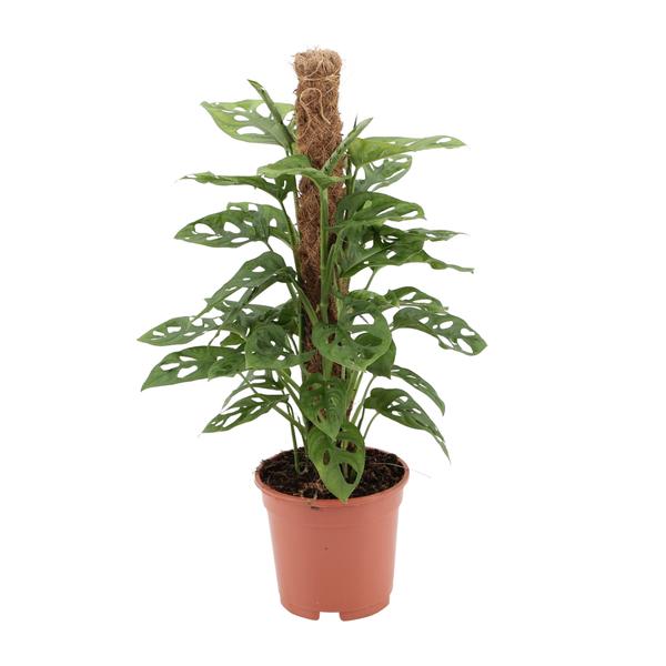 Monstera monkey – Ø17cm – ↕60cm