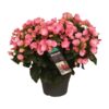 Begonia Betulia Candy – Ø19cm – ↕35cm