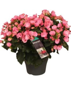 Begonia Betulia Candy – Ø19cm – ↕35cm