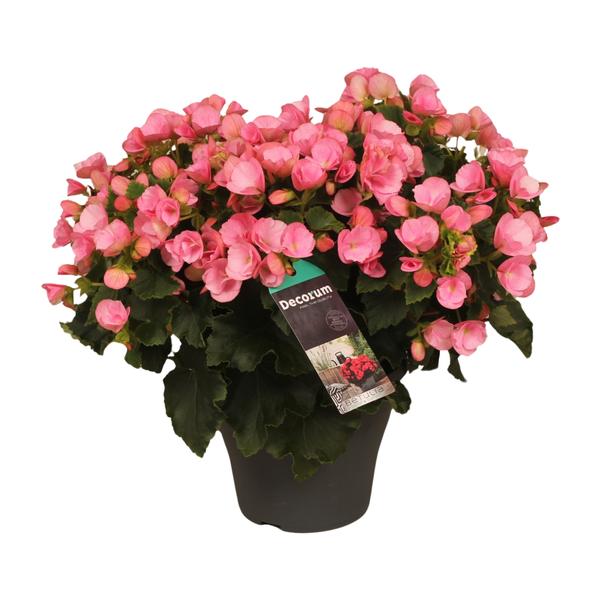 Begonia Betulia Candy – Ø19cm – ↕35cm