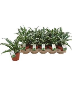 Dracaena White Jewel – Ø12cm – ↕25cm