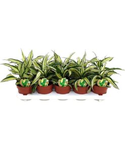 Dracaena Malaika – Ø12cm – ↕22cm