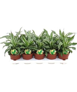 Dracaena Kanzi – Ø12cm – ↕22cm