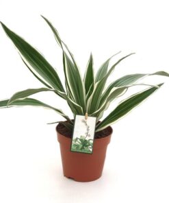 Dracaena White Stripe – Ø12 ↕35