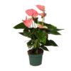 Anthurium Sweet Dream – Ø12 cm – ↕35 cm