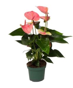 Anthurium Sweet Dream – Ø12 cm – ↕35 cm