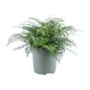 Asplenium Parvati – Ø27 cm – ↕50 cm