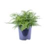 Asplenium Parvati – Ø21 cm – ↕40 cm