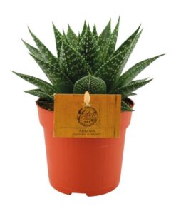 Gasteria Hybride Aurora – Ø11cm – ↕15cm