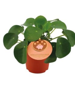 Pilea Peperomioides – Ø11cm – ↕15cm